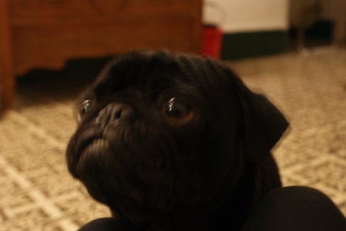 Wilson, the Pug