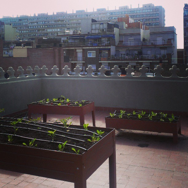 Huerto urbano en el tejado de Can Deu #lescorts (photo)